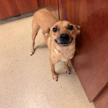 Shiba Inu Dogs Available for Adoption in Columbus, Georgia - Phoebe | PetCurious