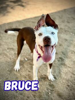Rescue Pit Bull Terrier Dogs for Adoption in Boerne, Texas - Bruce | PetCurious