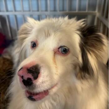 Yeti -  Mixed Breed and Australian Shepherd Dog for Adoption in Salt Lake City, Utah - Yeti | PetCurious