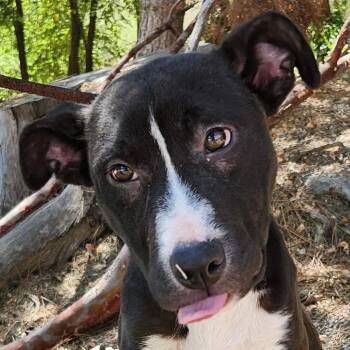 Pit Bull Terrier Dogs Available for Adoption - Sophie | PetCurious