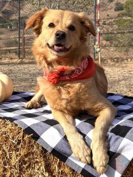 Rescue Golden Retriever and Cocker Spaniel Dogs for Adoption in Agua Dulce, California - Fluffy | PetCurious