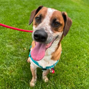 Axle -  Cattle Dog and Mixed Breed Dog for Adoption in Murray, Utah - Axle | PetCurious