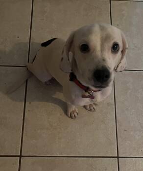 Brownie III -  Beagle Dog for Adoption in Odessa, Florida - Brownie III | PetCurious