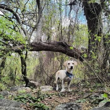 Rescue Dachshund Dogs for Adoption in Gig Harbor, Washington - Grace | PetCurious