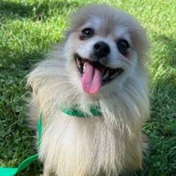 Happy McMuffin -  Pomeranian Dog for Adoption in Cincinnati, Ohio - Happy McMuffin | PetCurious