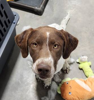 Rose -  German Shorthaired Pointer Dog for Adoption in Billings, Montana - Rose | PetCurious