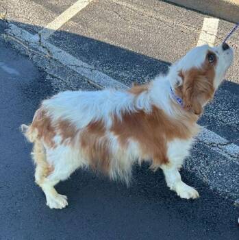 PANSY -  Cavalier King Charles Spaniel Dog for Adoption in Rossford, Ohio - PANSY | PetCurious