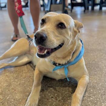 Rescue Retriever and Shepherd Dogs for Adoption in Corpus Christi, Texas - Maddie | PetCurious