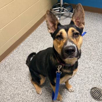 Savannah -  Mixed Breed Dog for Adoption in Cheyenne, Wyoming - Savannah | PetCurious