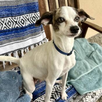 Terrier Dogs Available for Adoption in Oakland, California - Louisa | PetCurious