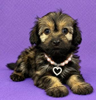 Lilly -  Poodle Dog for Adoption in Lodi, California - Lilly | PetCurious