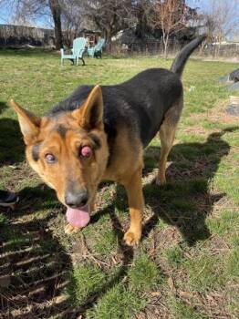 Mixed Breed Dogs Available for Adoption in Klamath Falls, Oregon - Keizer | PetCurious