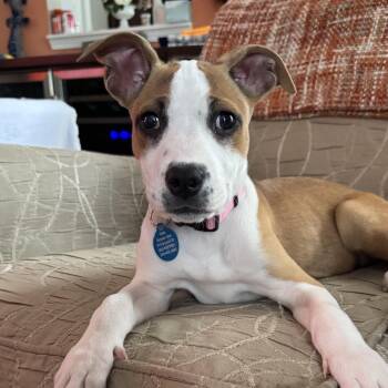 Cornichons -  Pit Bull Terrier Dog for Adoption in Columbia, South Carolina - Cornichons | PetCurious