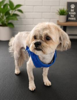 Prince Charles "Billy" -  Shih Tzu Dog for Adoption in Coachella, California - Prince Charles "Billy" | PetCurious
