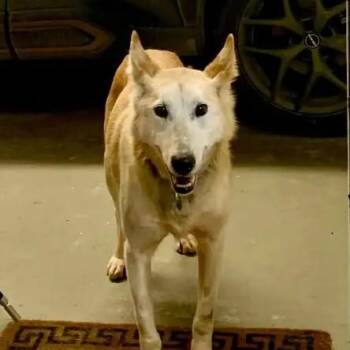 Husky Dogs Available for Adoption - Adiga | PetCurious