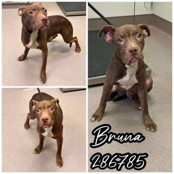 Rescue Labrador Retriever and Mixed Breed Dogs for Adoption in Macon, Georgia - BRUNO | PetCurious