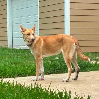 Laverne -  Belgian Shepherd Malinois Dog for Adoption in Sugar Land, Texas - Laverne | PetCurious