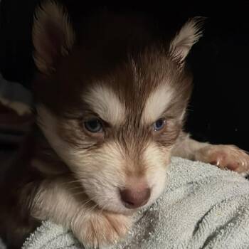 Husky Dogs Available for Adoption - Prost Aka Beckett | PetCurious