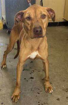 Labrador Retriever and Pit Bull Terrier Dogs Available for Adoption - A878042 | PetCurious