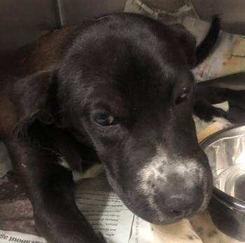 Rune -  Mixed Breed Dog for Adoption in Parma, Ohio - Rune | PetCurious