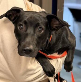 Athena -  Beagle and Labrador Retriever Dog for Adoption in Bowling Green, Kentucky - Athena | PetCurious