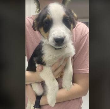 Australian Shepherd Dogs Available for Adoption in Uxbridge, Massachusetts - Paw Paw | PetCurious