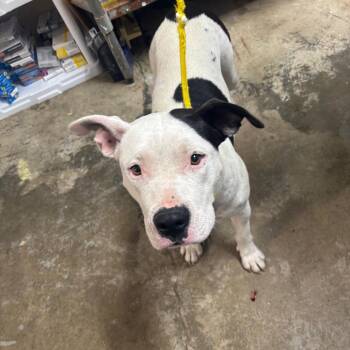 Carolyn "Bonita" -  Pit Bull Terrier Dog for Adoption in Clanton, Alabama - Carolyn "Bonita" | PetCurious