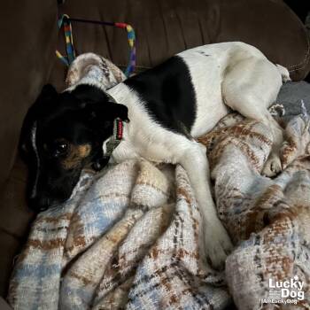 Jack Russell Terrier Dogs Available for Adoption in Washington, District Of Columbia - Odysseus | PetCurious