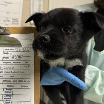 Horchata -  Mixed Breed Dog for Adoption in Tempe, Arizona - Horchata | PetCurious