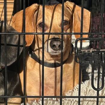 Rescue Dachshund Dogs for Adoption in Portland, Oregon - Oscar- COMING SOON | PetCurious
