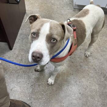 Pit Bull Terrier Dogs Available for Adoption in Madisonville, Kentucky - Spot | PetCurious