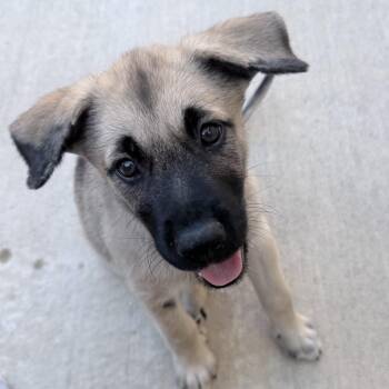 Crimson -  Shepherd and Mixed Breed Dog for Adoption in Corpus Christi, Texas - Crimson | PetCurious