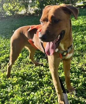 Ginny -  Mixed Breed Dog for Adoption in Montreal, Quebec - Ginny | PetCurious