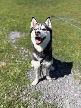 SIREN -  Siberian Husky Dog for Adoption in Aliquippa, Pennsylvania - SIREN | PetCurious