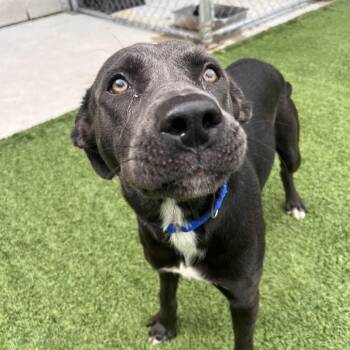 Beanie Weenie -  Labrador Retriever and Mixed Breed Dog for Adoption in Matteson, Illinois - Beanie Weenie | PetCurious
