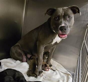 BEACH -  Pit Bull Terrier Dog for Adoption in Riverside, California - BEACH | PetCurious