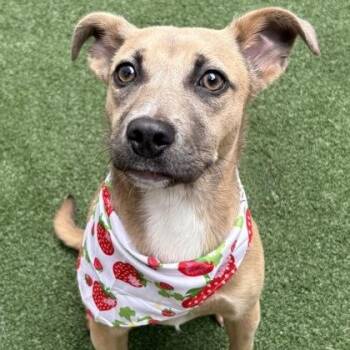 Parson Russell Terrier Dogs Available for Adoption in The Colony, Texas - Indy | PetCurious