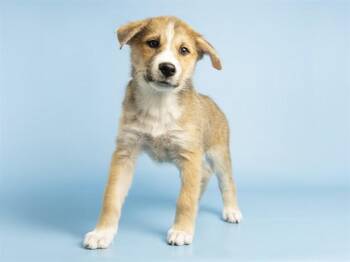 Husky and Mixed Breed Dogs Available for Adoption in Phoenix, Arizona - DUCHESS | PetCurious