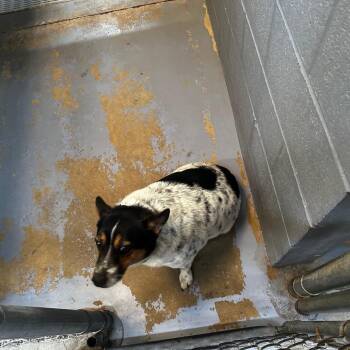 Rescue Mixed Breed Dogs for Adoption in Gadsden, Alabama - Murphy | PetCurious