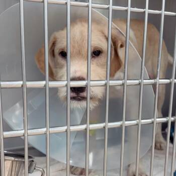 Sonny A2290468 -  Mixed Breed Dog for Adoption in Middletown, New York - Sonny A2290468 | PetCurious