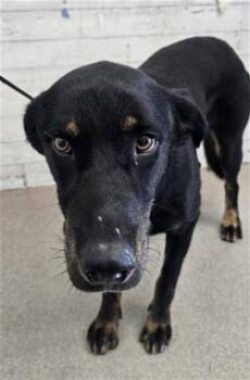 RIDGE -  German Shepherd Dog and Mixed Breed Dog for Adoption in San Bernardino, California - RIDGE | PetCurious