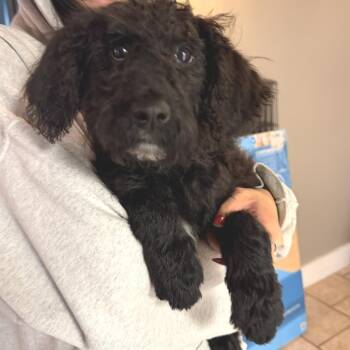 Standard Poodle and Black Labrador Retriever Dogs Available for Adoption in Saint Charles, Missouri - Soot Sprite | PetCurious