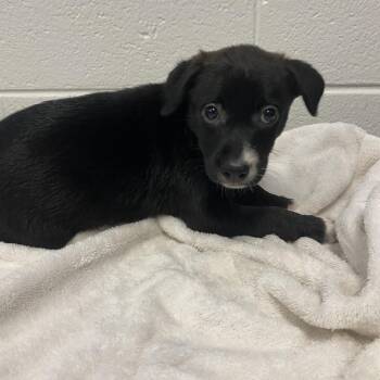 Texas Sweet -  Mixed Breed Dog for Adoption in Spruce Pine, North Carolina - Texas Sweet | PetCurious