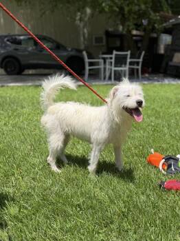 MILLIE -  Wire Fox Terrier Dog for Adoption in Locust Fork, Alabama - MILLIE | PetCurious