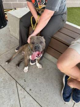 Pitta -  Mixed Breed Dog for Adoption in Atlanta, Georgia - Pitta | PetCurious