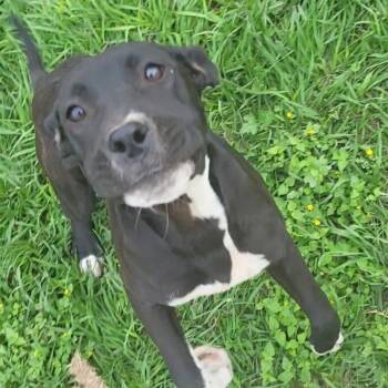 Pit Bull Terrier Dogs Available for Adoption in Rockdale, Texas - Willow | PetCurious