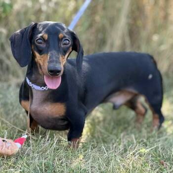 Rescue Miniature Dachshund Dogs for Adoption in Toronto, Ontario - Flash | PetCurious