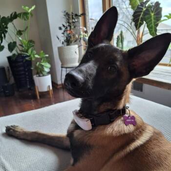 Belgian Shepherd Malinois and Mixed Breed Dogs Available for Adoption in Minneapolis, Minnesota - Nia | PetCurious