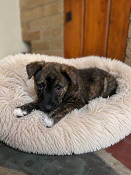 Mixed Breed Dogs Available for Adoption in Jefferson Hills, Pennsylvania - Hunter | PetCurious