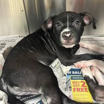 Alvin -  Mixed Breed Dog for Adoption in Knoxville, Tennessee - Alvin | PetCurious